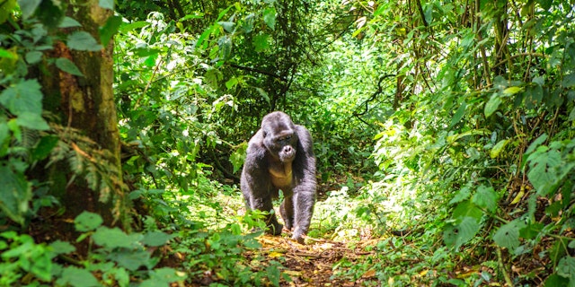 Bwindi Impenetrable Forest National Park-0