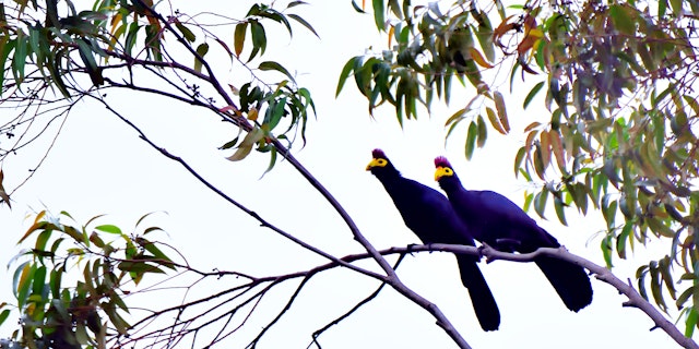 Bwindi Impenetrable Forest National Park-5