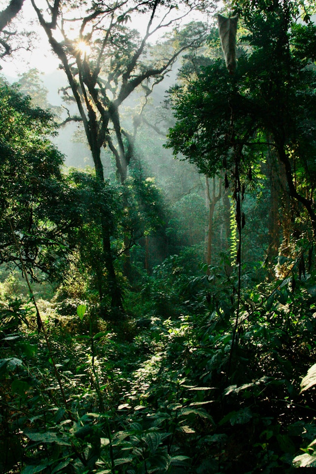 Bwindi Impenetrable Forest National Park-2