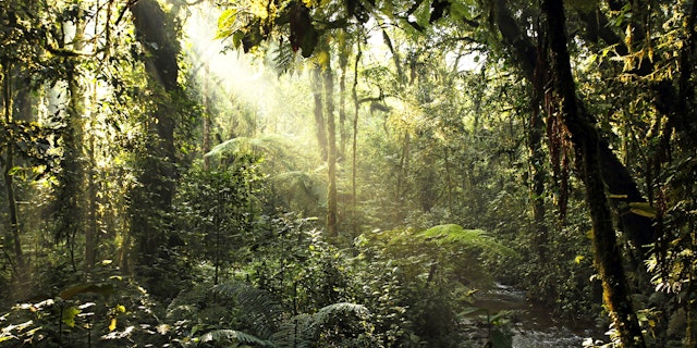 Bwindi Impenetrable Forest National Park-1