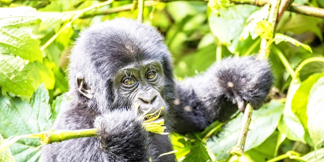 Bwindi Impenetrable Forest National Park-3