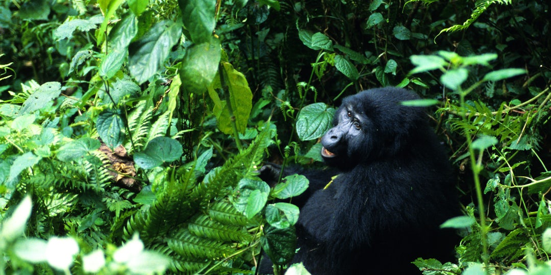 Unvergessliche Uganda Gorilla Safari