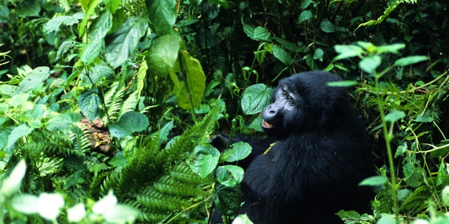 Bwindi Impenetrable Forest National Park-3