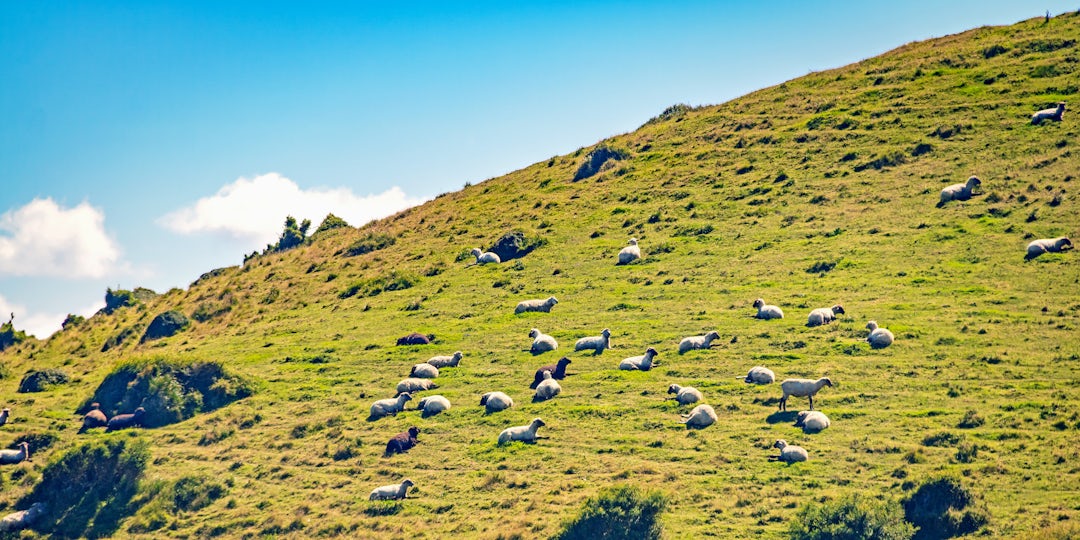 4 Tage Chile Tour  zu der Insel Chiloe