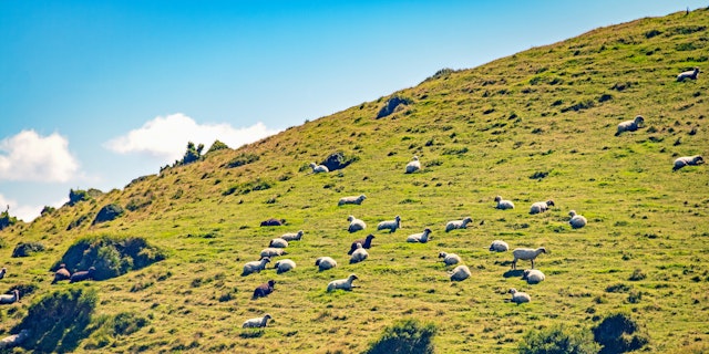 4 Tage Chile Tour  zu der Insel Chiloe