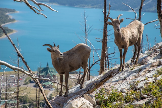 15 Tage Rundreise durch Alberta in Kanada