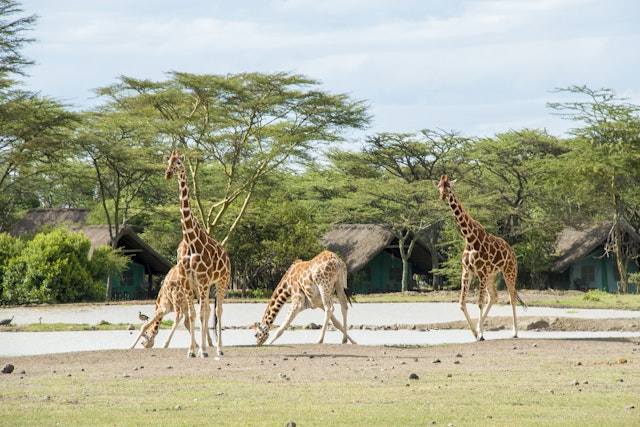 Sweetwaters Serena Camp