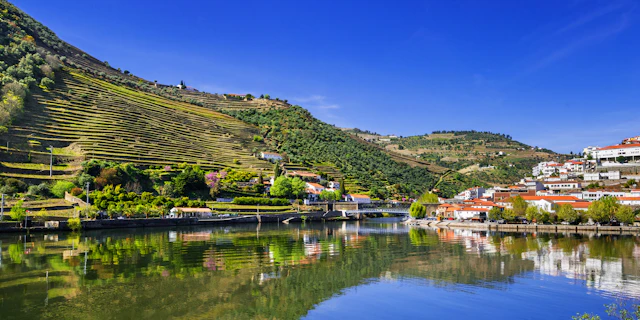 Pinhão-5