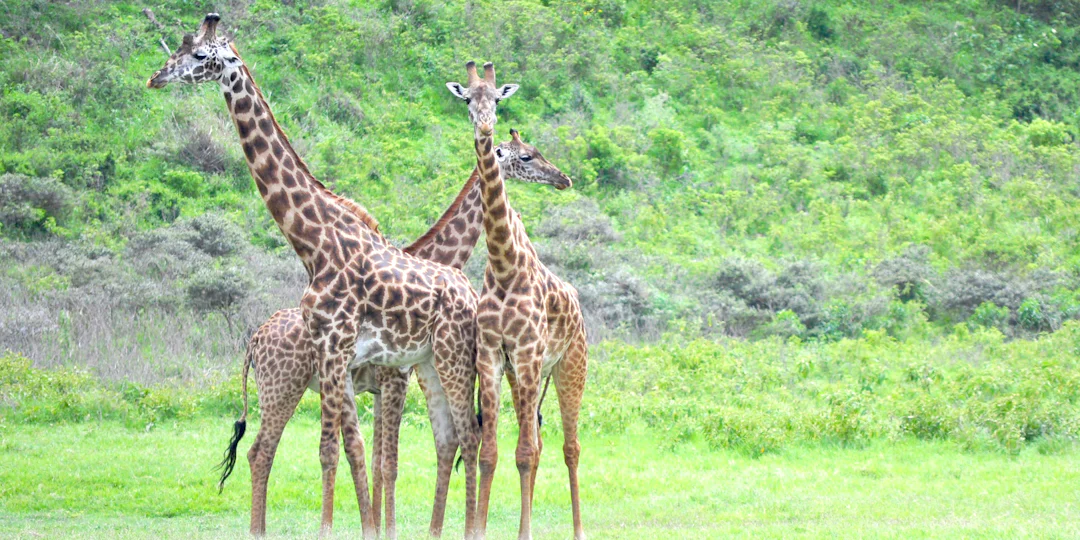 Jan Hofers Traumsafari: Tansanias Wildnis & Sansibars Traumstrände