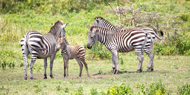 The Kilimanjaro Golf and Wildlife Estate-5