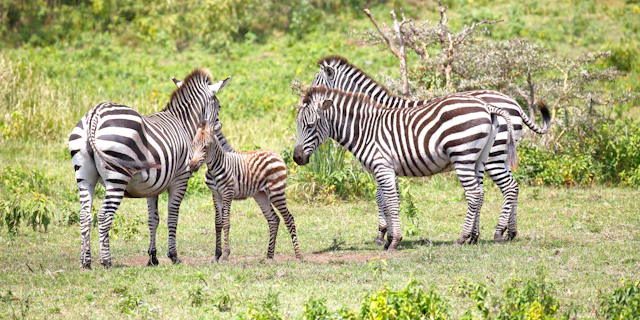 The Kilimanjaro Golf and Wildlife Estate-5