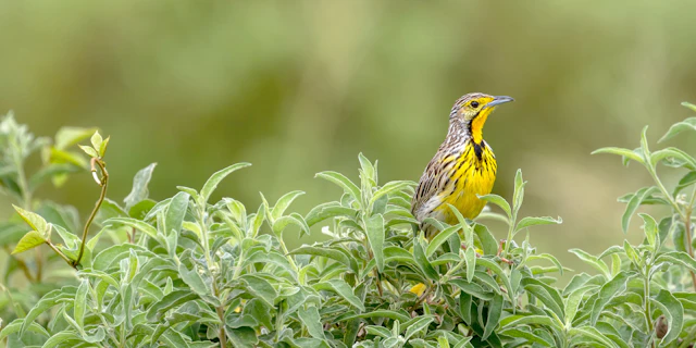The Kilimanjaro Golf and Wildlife Estate-6