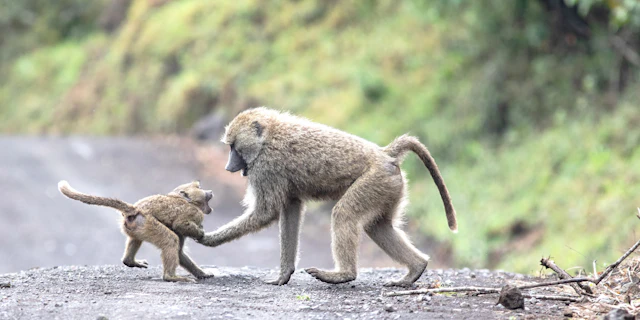 The Kilimanjaro Golf and Wildlife Estate-2