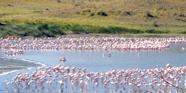 The Kilimanjaro Golf and Wildlife Estate-3