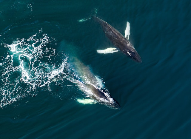 Husavik-0