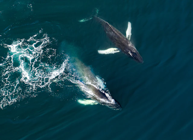 Husavik-0