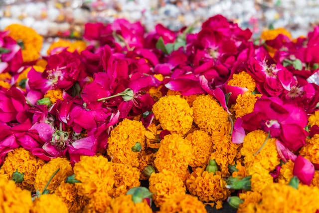Pushkar-1