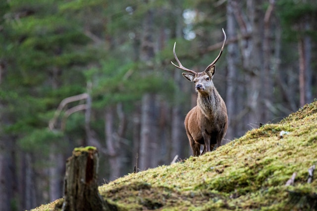 Cairngorms National Park-6
