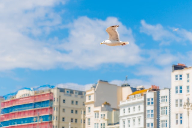 Brighton-3
