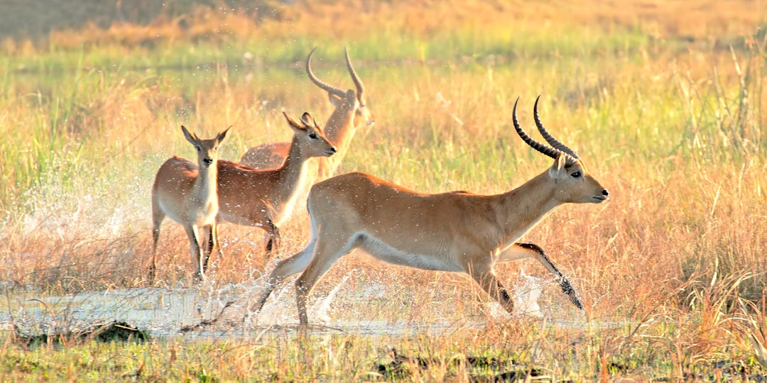 Namibia Rundreise: 13 Tage mit Viktoriafälle