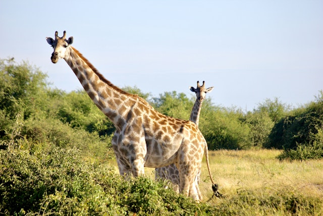 Kwando-5