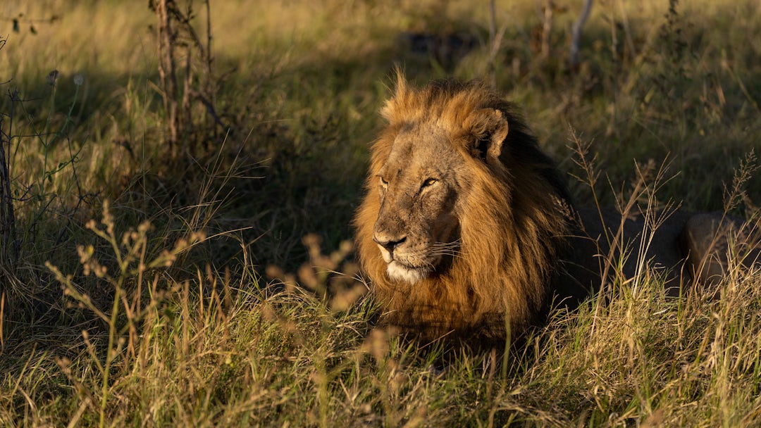 Ungezähmte Schönheit auf 19-tägiger Namibia-Botswana Rundreise
