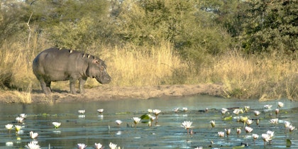 Botswana Camping Safari - Image 3