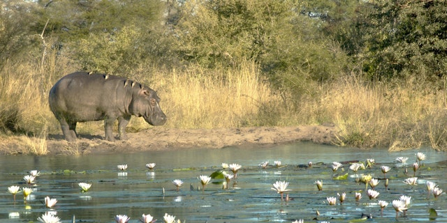 Kwando-2