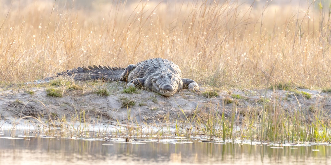 Namibia Botswana Rundreise: majestätische Wildnis