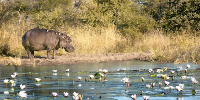Kwando River-8