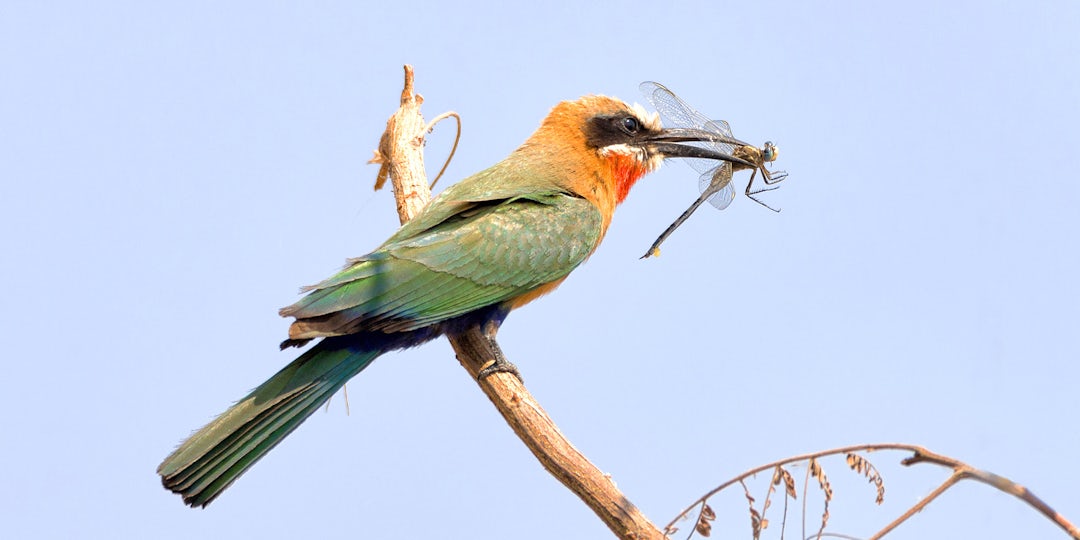 Afrika Rundreise: 2 Wochen unglaublicher Tierreichtum