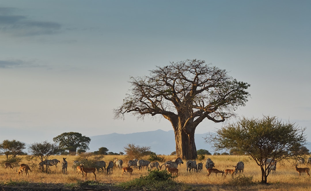 Serengeti Urlaub Abenteuer
