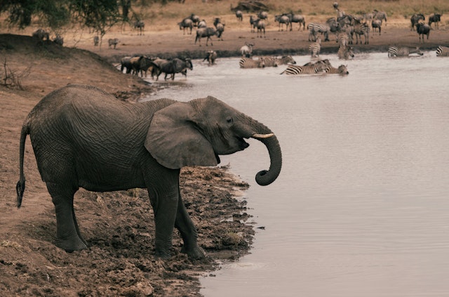 Kombireise Tansania: Safari und Sansibar