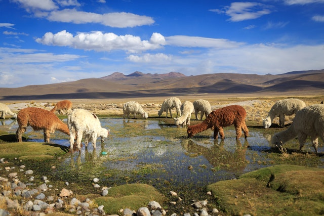 Colca Canyon-2