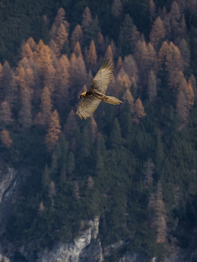Colca Canyon-1