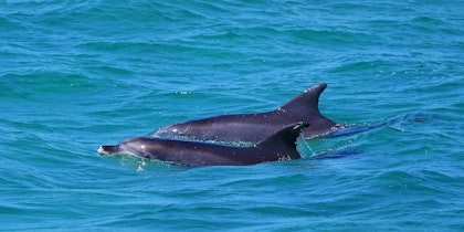 Autotour sur la côte est de l'Australie - Image 3