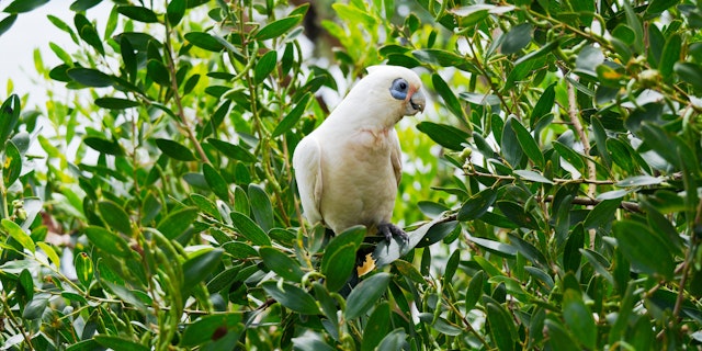 Nelson Bay-3