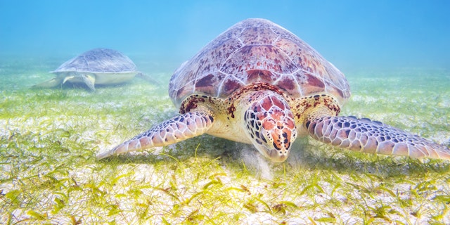 Akumal -1