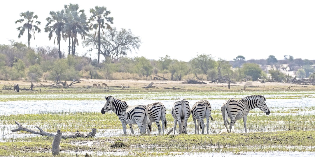 Familienreise in Botswana