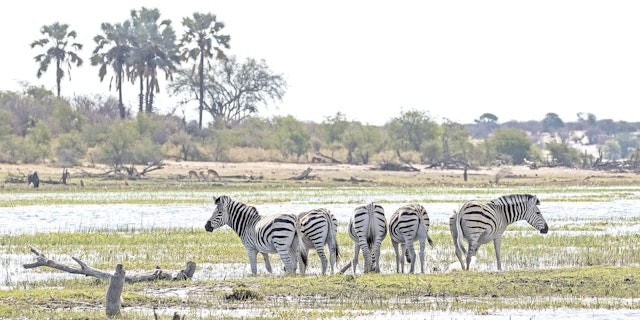 Makgadikgadi Salt Pans-2