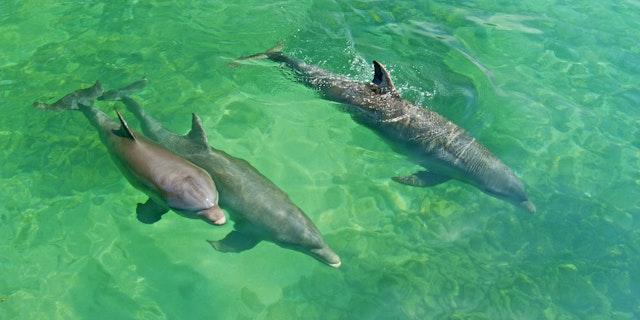 Rosario Islands-1