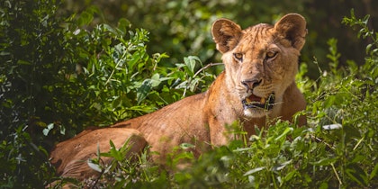 Abenteuer Safari Tansania - Image 3
