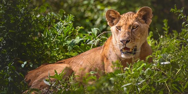 Abenteuer Safari Tansania