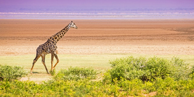 Lake Manyara National Park-1