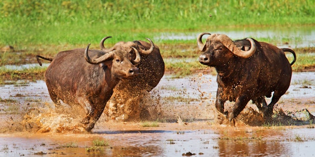 Lake Manyara National Park-4