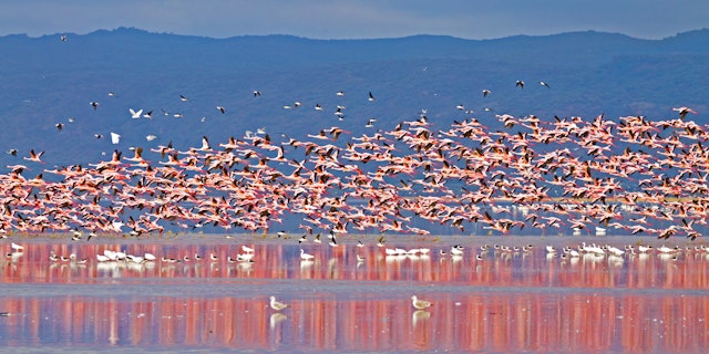 Lake Manyara Nationalpark-0