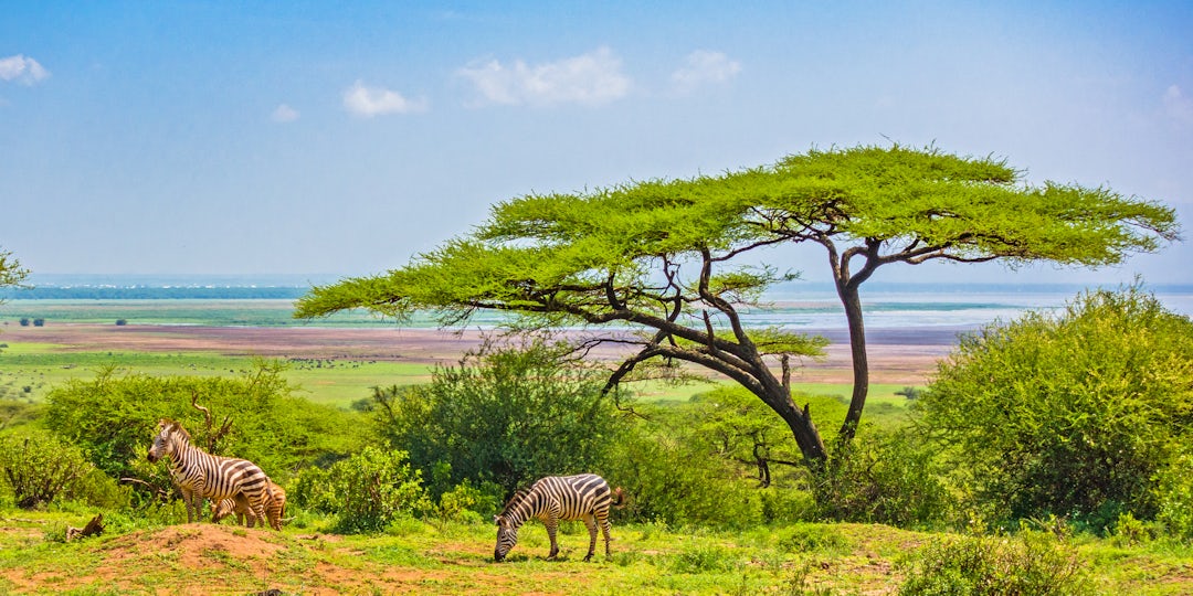 Safari en Tanzanie et Zanzibar en 12 jours