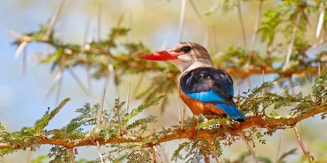 Lake Manyara Nationalpark-3