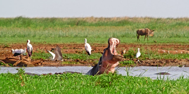 Lake Manyara Nationalpark-2