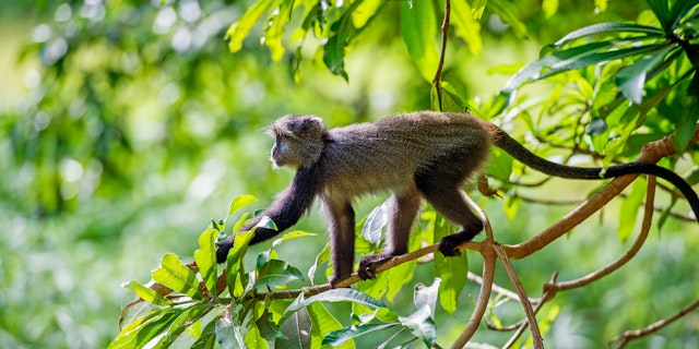 Lake Manyara National Park-2